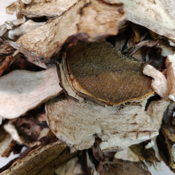 Ceps /100 gr.