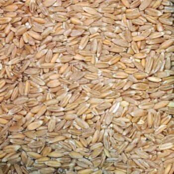 Grano de Espelta Eco /100 gr.