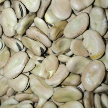 Habas de Aragón /100 gr.