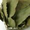 Laurel Hoja /100 gr.