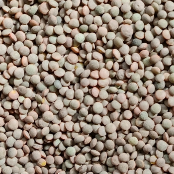 Lenteja Pardina /100 gr.