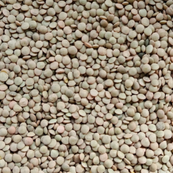 Lenteja Verdina /100 gr.