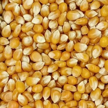 Maíz para Palomitas /100 gr.