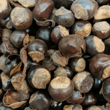 Semilla de Guaraná /100 gr.