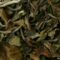 Té Blanco Pai Mu Tan /100 gr.