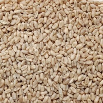 Trigo en Grano /100 gr.