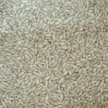 Grano de cebada /100 gr.